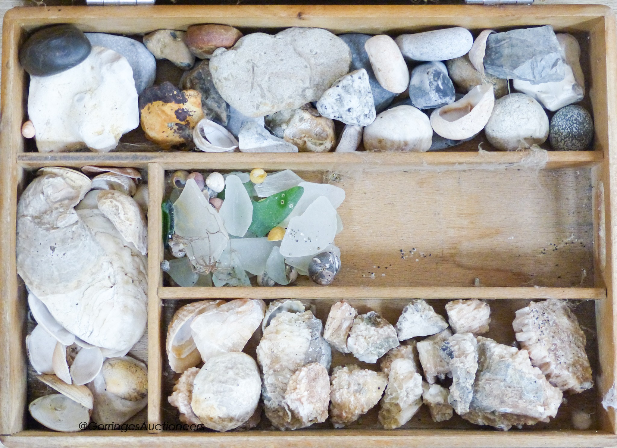 A quantity of fossils etc, in a display case